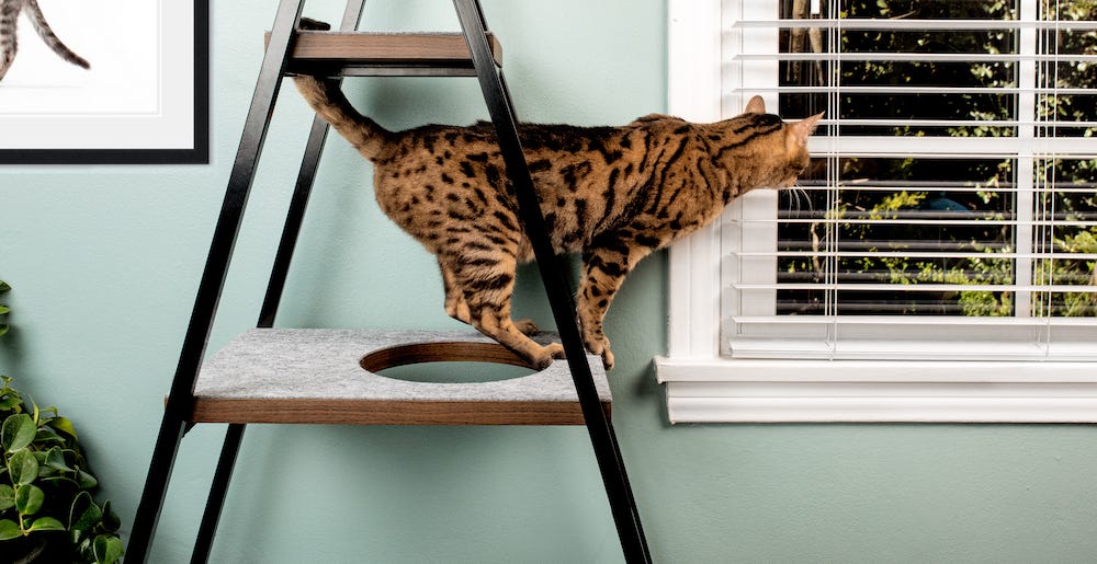 Bengal cat on cat tree