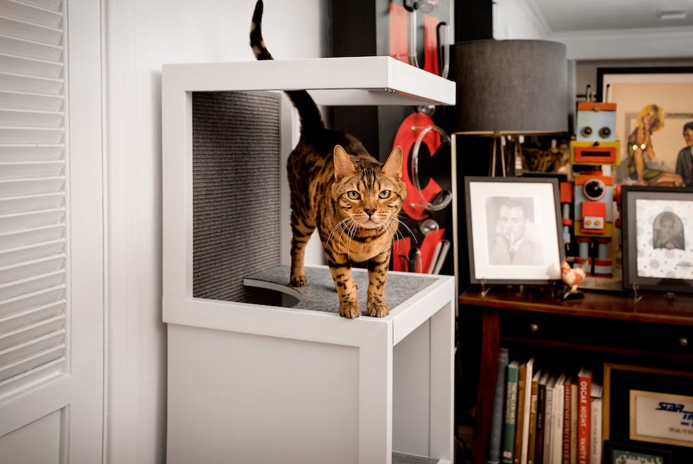 Bengal cat in cat tree tower
