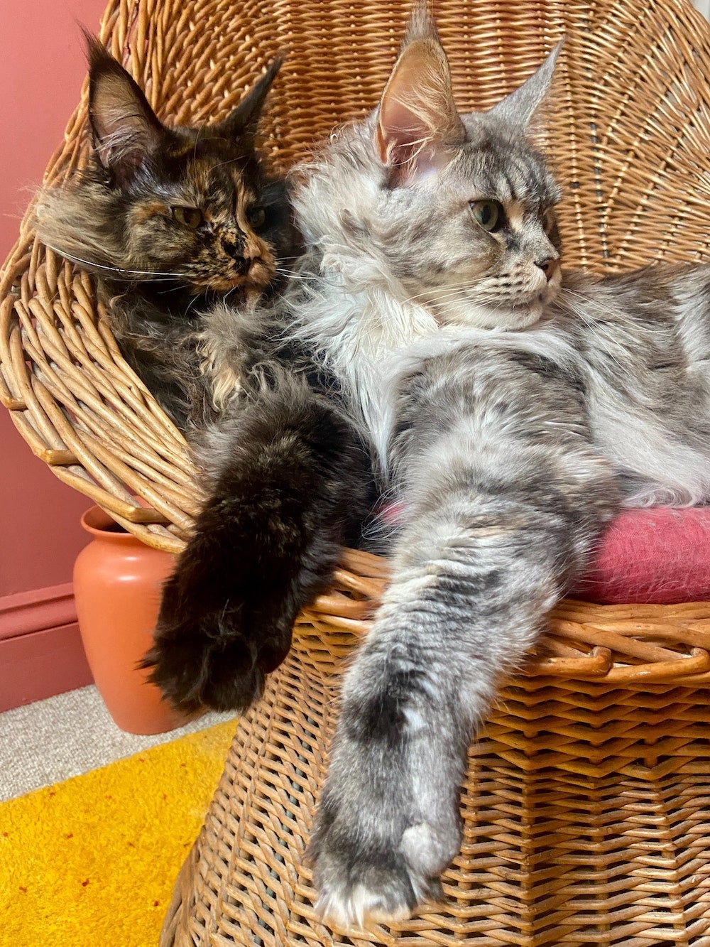 Two Maine Coon cats snuggling