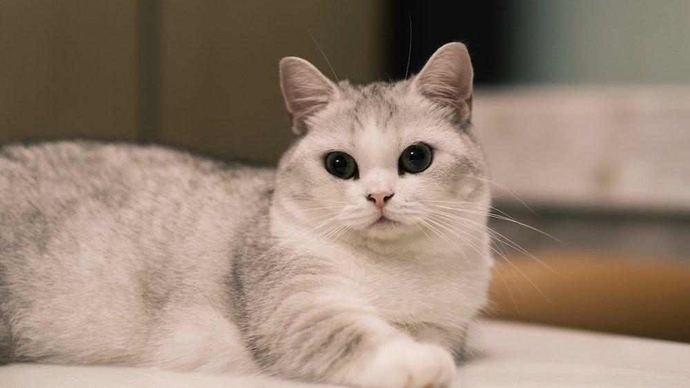 Sausage cat breed new arrivals