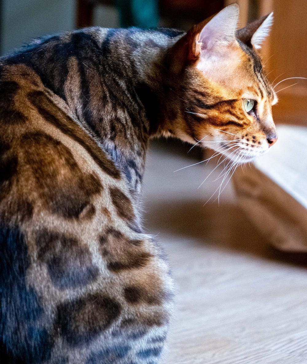 Bengal cat spotted coat