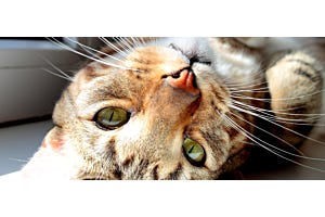 Single Cat Syndrome - How to Prevent It Without Getting Another Cat