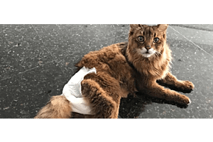 Pros and Cons of Using Cat Diapers