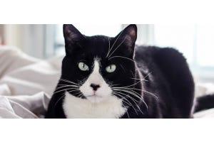 Tuxedo cat sitting with paws tucked on bed