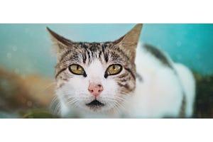 brown and white bicolor tabby cat