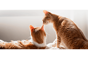 two cats getting along