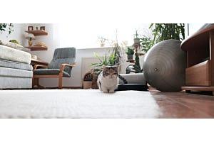 cat in a small apartment