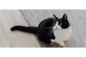 tuxedo cat sitting on floor looking up