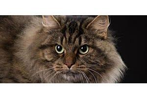 brown tabby Siberian cat