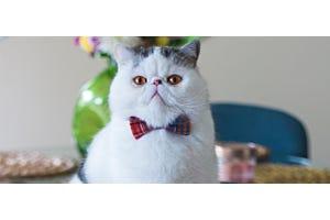 white Exotic Shorthair cat with bow-tie