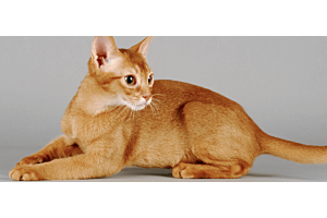 Abyssinian cat looking over shoulder
