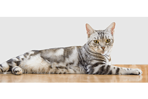 American Shorthair cat lying on floor