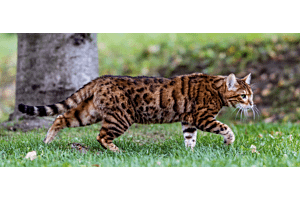 Exotic Bengal cat stalking through grass