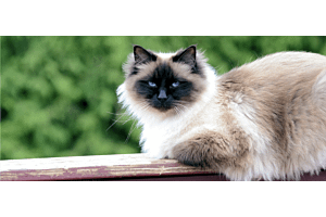 Birman cat outside on fence post