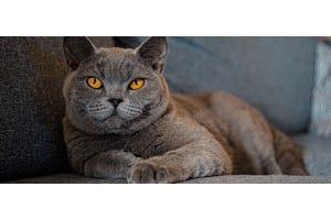 British Shorthair cat lying on couch