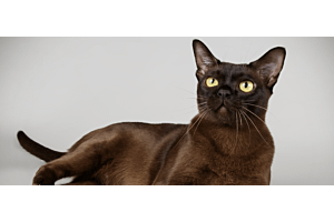 sable Burmese cat with yellow eyes