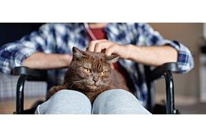 cat in man's lap who is in a wheelchair