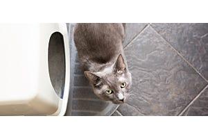 Russian Blue cat peeing outside litter box but pooping in it