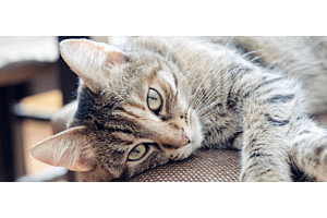 brown tabby cat lying on side