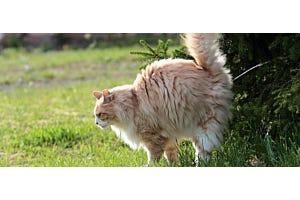 Norwegian Forest cat spraying outside
