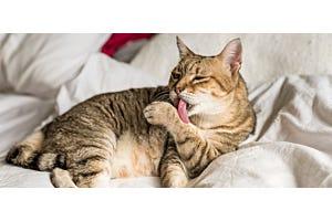 Brown cat licking its paw while laying on a bed