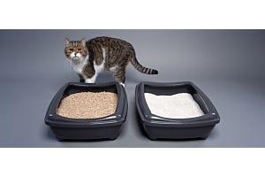 brown tabby British Shorthair with two litter boxes