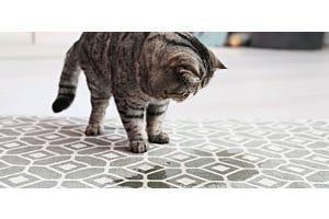 tabby cat peeing outside the litter box on a rug