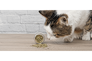 tabby cat sniffing spilled catnip