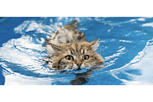Siberian cat swimming in water