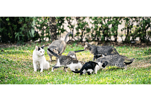 group of cats or clowder