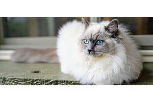 white lilac point Ragdoll cat with blue eyes loafing outside