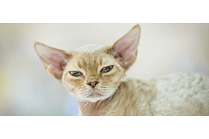 cream-colored Devon Rex cat