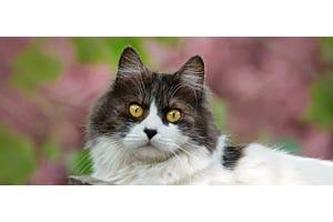 tuxedo Domestic Longhair cat