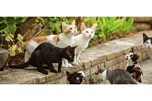group of Domestic Shorthair cats