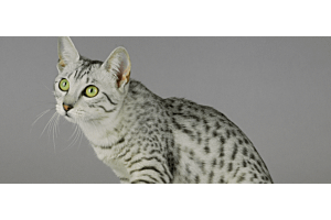 silver Egyptian Mau cat
