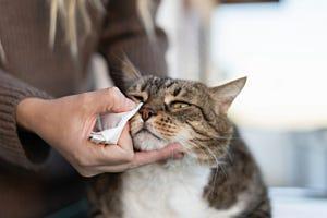 Cat with allergies getting their eye wiped by their owner
