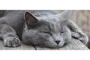 grey cat inside grey Litter-Robot