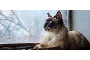 Siamese cat looking out window