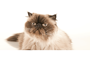 Himalayan cat