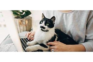 tuxedo cat on person's lap looking at laptop