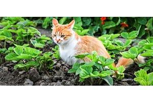 cat pooping in a garden