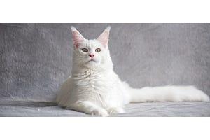 white Maine Coon cat
