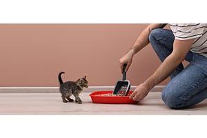 tabby kitten and man scooping litter box
