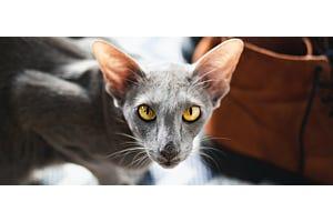 grey Oriental Shorthair cat
