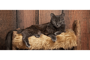 Nebelung cat lying on cat bed