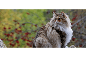 Brown tabby Norwegian Forest cat