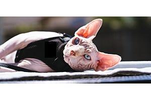 Sphynx cat 
