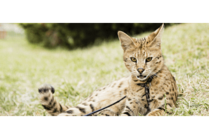 Savannah cat