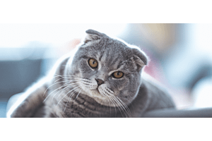 Scottish Fold calm cat breed