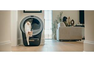 orange tabby cat in Litter-Robot 5 Pro, the top rated self cleaning litter box